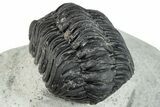 Bargain, Austerops Trilobite - Ofaten, Morocco #287565-3